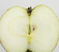 Bellida æble